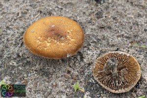 Inocybe dulcamara (bewerkt)